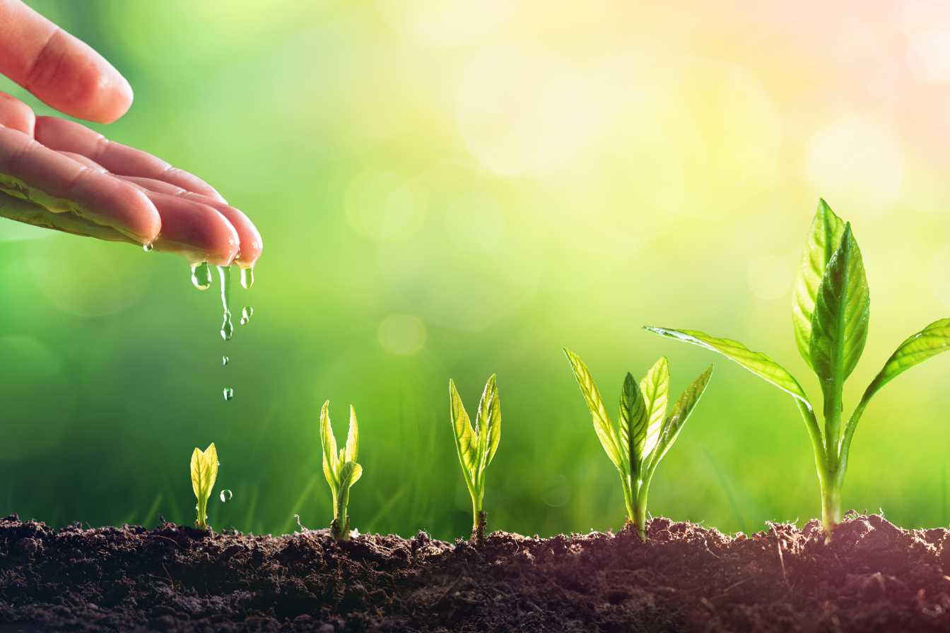 plantes-plein-soleil-sans-arrosage-2