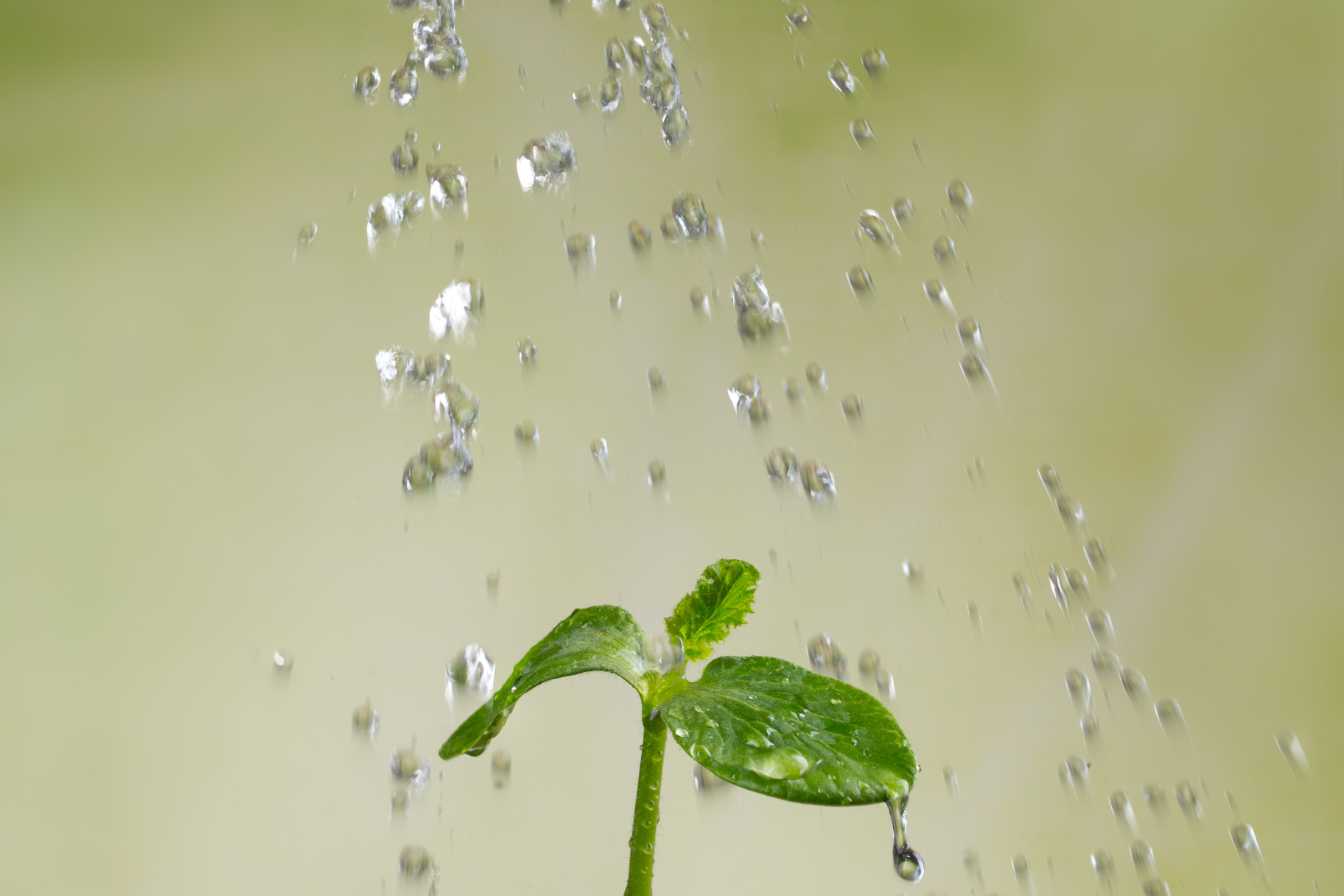 plantes-plein-soleil-sans-arrosage-3